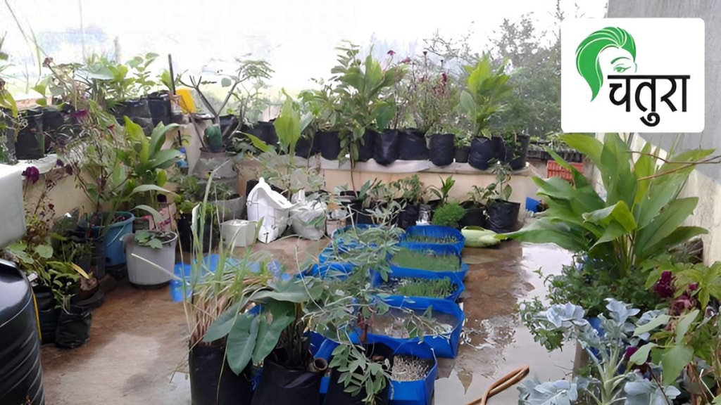 terrace garden Storage seeds terrace garden Storage seeds