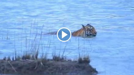 chhoti madhu tigress