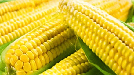 corn season delayed navi mumbai market