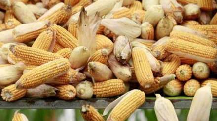 price of corn fall at the global level