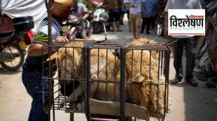 dog meat business in nagaland