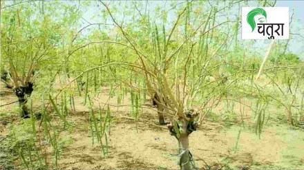 drumstick tree