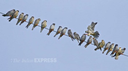 Why are birds not shocked by electricity Why are birds not shocked by electricity