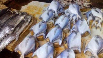 fish