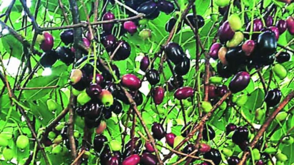 jambhul ban jambhul ban