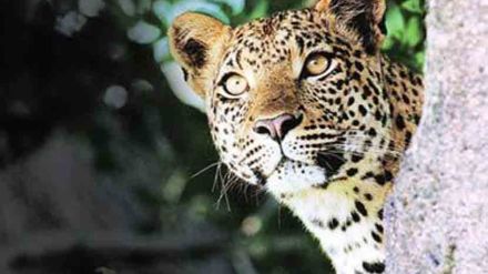 leopard