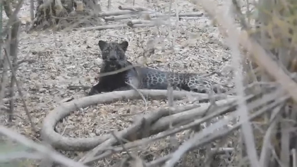 black leopards Tadoba