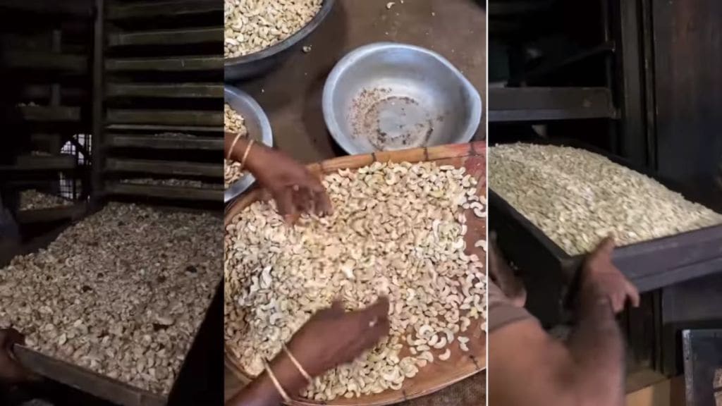 How Cashews or kaju made know whole processing in viral video How Cashews or kaju made know whole processing in viral video