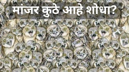 can you find a cat hidden among owls