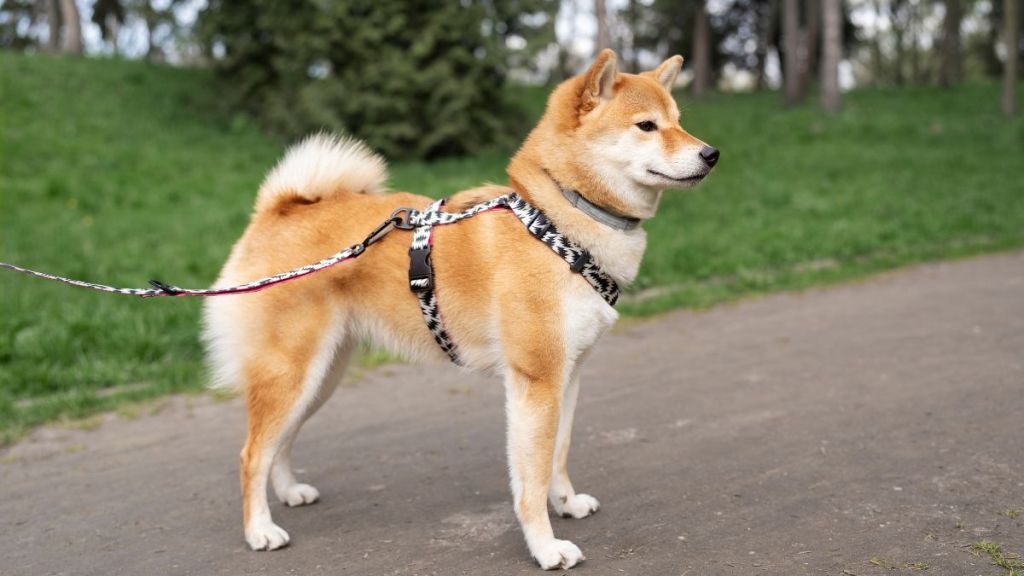 The pet dog ran away after untying the leash while the neighbors beat up the owner