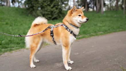 The pet dog ran away after untying the leash while the neighbors beat up the owner