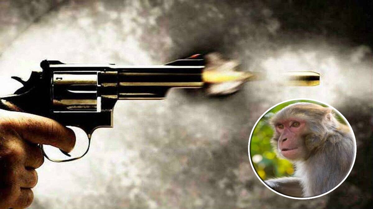 ऊसाचे नुकसान करणाऱ्या माकडिनीची गोळी घालून हत्त्या | Killing of ...