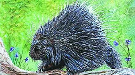 porcupine animal facts porcupine animal in mumbai