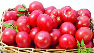 tomato prices increase in vashi apmc market