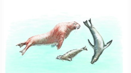 sea animals 5 sea animals 5