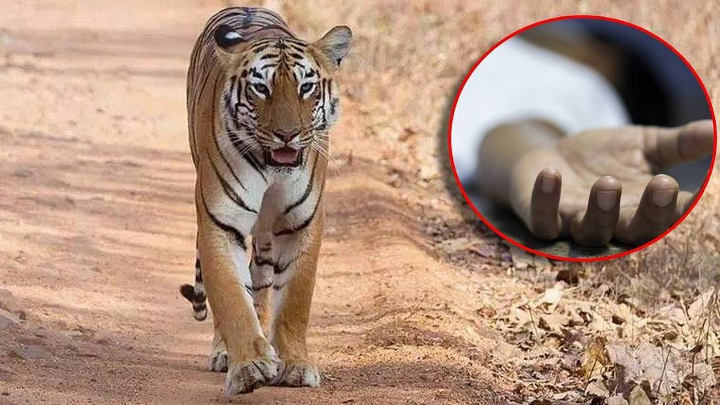 tiger attack death two people