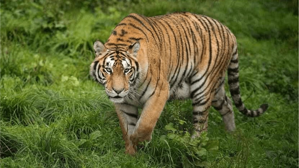 tiger