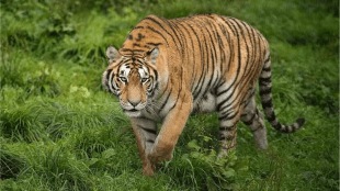 tiger