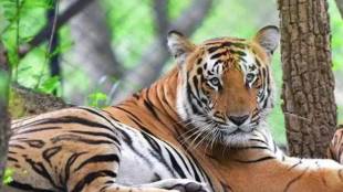 man killed in tiger attack