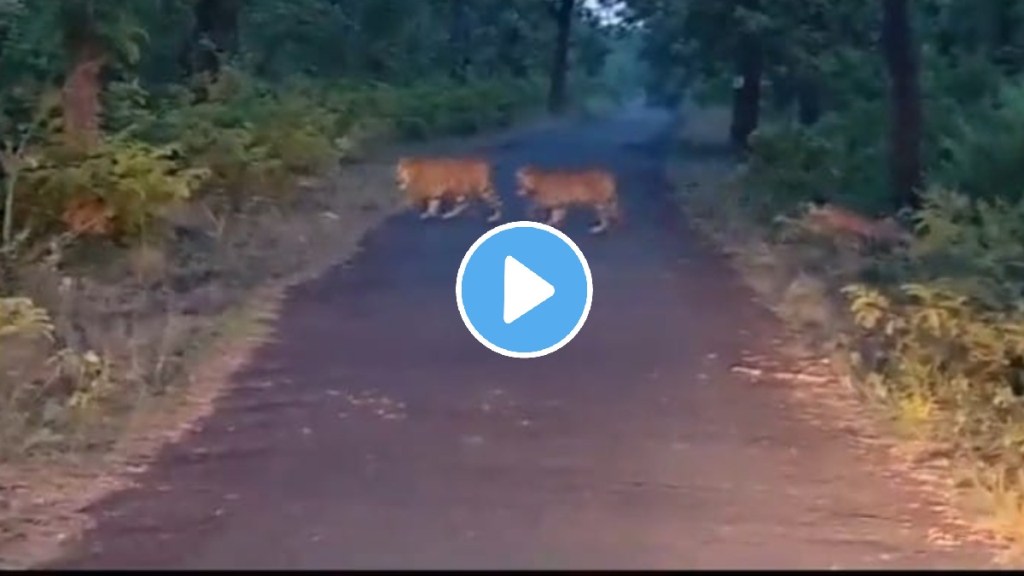 tigress with cubs