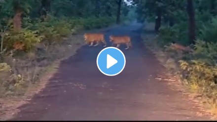 tigress with cubs