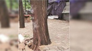 Dangerous tree in thane