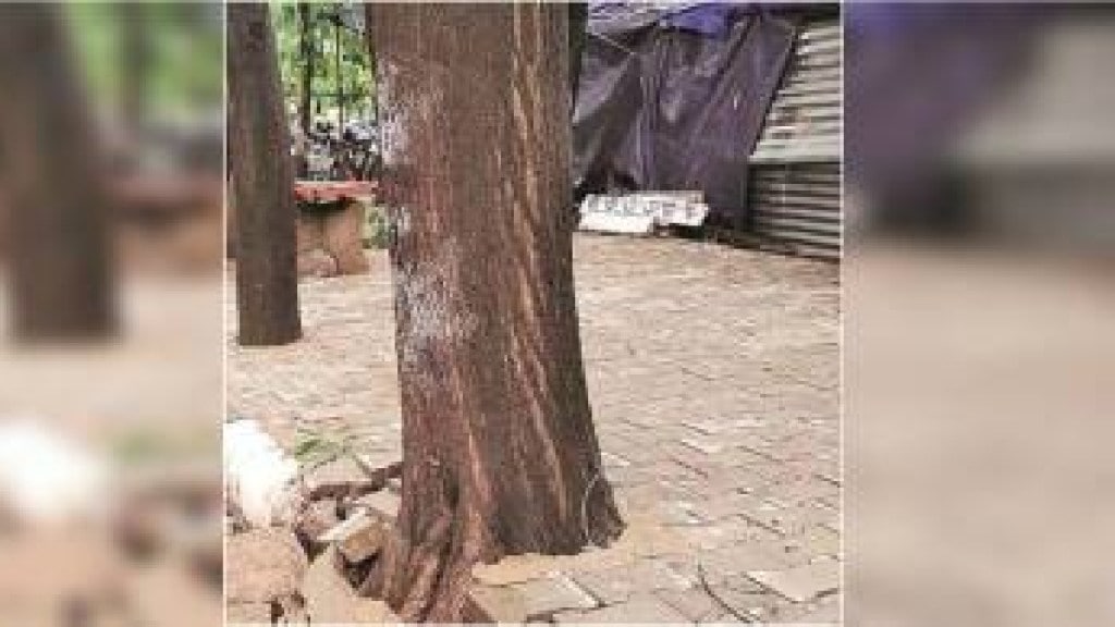 Dangerous tree in thane