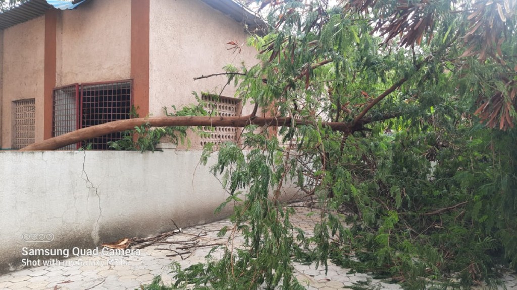 trees fell due to heavy rain in navi mumba