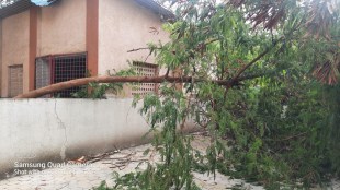 trees fell due to heavy rain in navi mumba