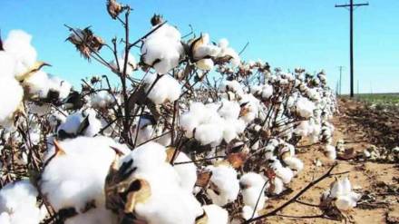 Sale of Kabaddi cotton Sale of Kabaddi cotton