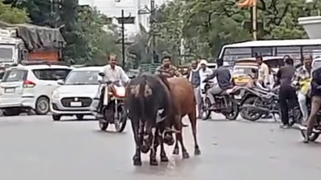 viral vedio bull fight
