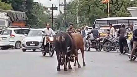 viral vedio bull fight