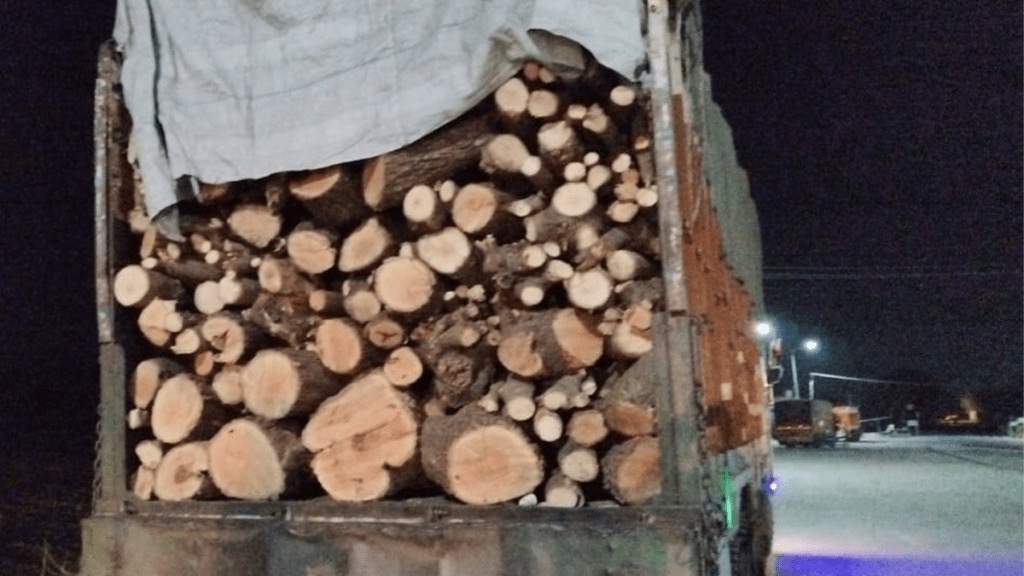 smuggling wood chorwad border check post jalgaon