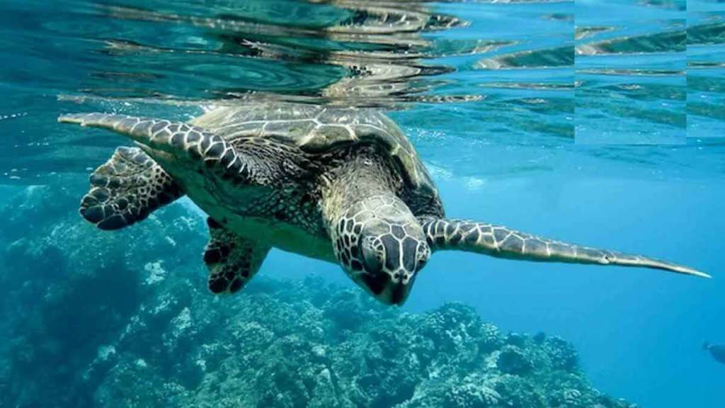 information about world sea turtle day 2023 information about world sea turtle day 2023