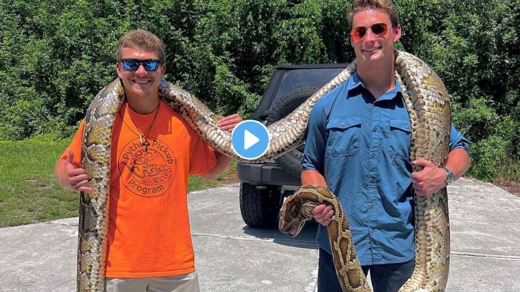World Biggest Python Video