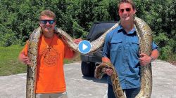 विद्यार्थ्यांनी पकडला सर्वात मोठा १९ फुटी अजगर, ५६ किलो सापाचा व्हिडीओ पाहून थरकाप उडेल