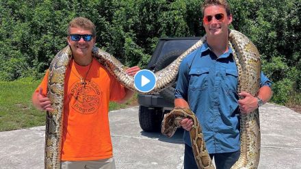 World Biggest Python Video