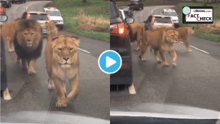 Lion Roaming on Crowded Street Told To Be from France Paris Singer Britney Spears Shares Horrifying Video Reality Check