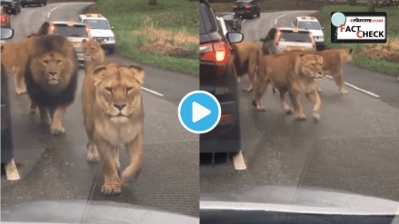 Lion Roaming on Crowded Street Told To Be from France Paris Singer Britney Spears Shares Horrifying Video Reality Check Lion Roaming on Crowded Street Told To Be from France Paris Singer Britney Spears Shares Horrifying Video Reality Check