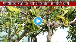 Video: पुण्यातच नव्हे तर ‘या’ शहरातही आहे सापांची बाग; झाडाला लटकणाऱ्या सापांची दृश्य पाहून व्हाल थक्क