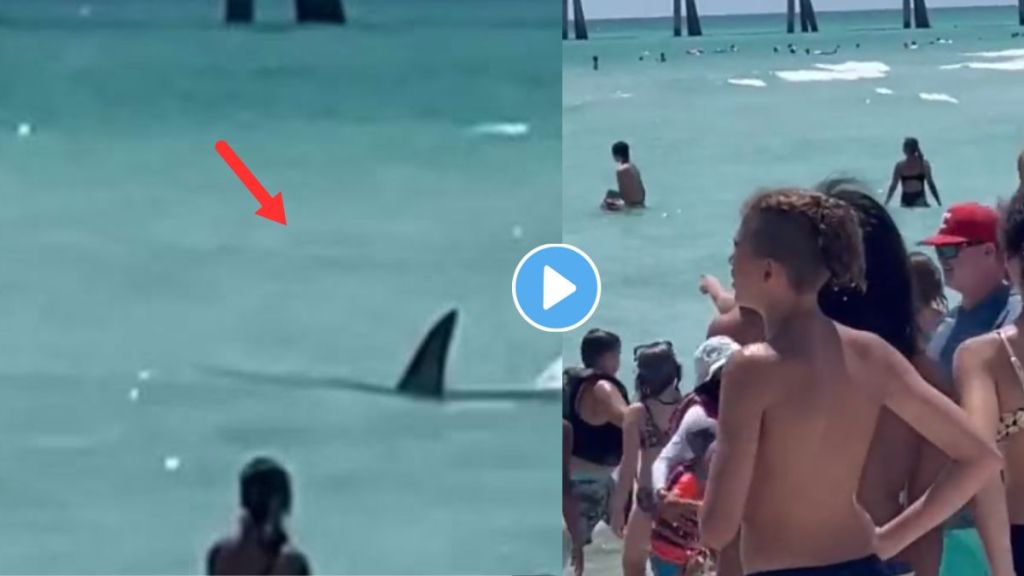 Shark Fish Viral Video