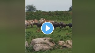 Buffalo attack on tiger