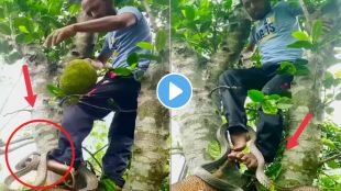 Indian Cobra Viral Video