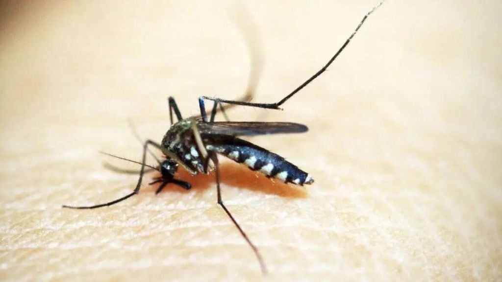 Dengue