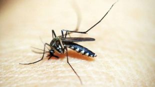 Dengue
