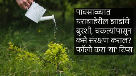 How to Prevent Plant from Fungus follow this tips