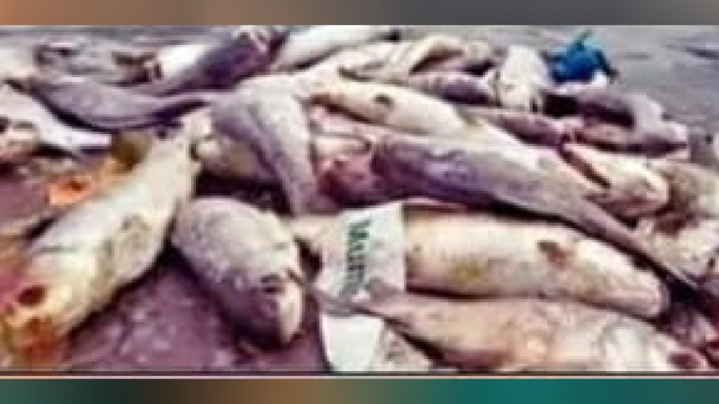 Hundreds of fish dead in Gauripada lake Hundreds of fish dead in Gauripada lake