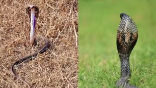 Difference Between Indian Cobra And King Cobra