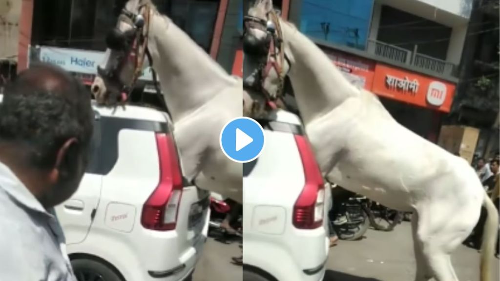 Horse Viral Video Horse Viral Video