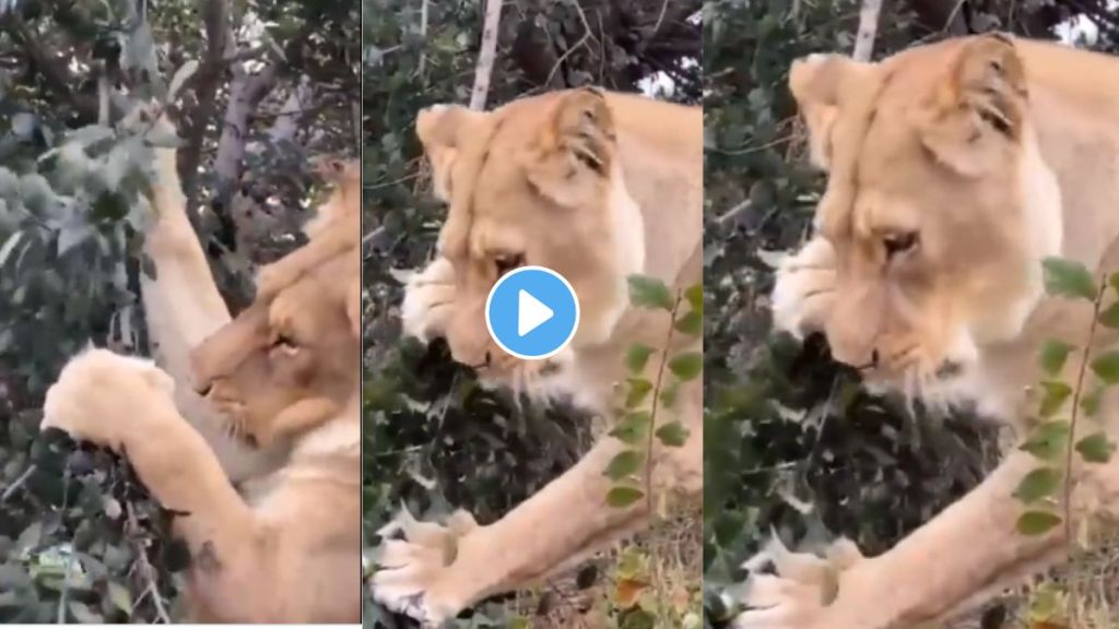 lions viral video on twitter